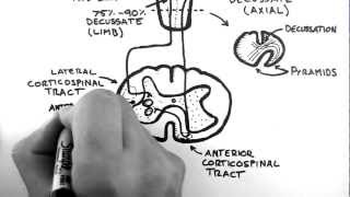 Spinal Pathways 4  Corticospinal Tract [upl. by Latt]