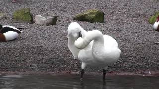 Whistling swan [upl. by Nordgren]