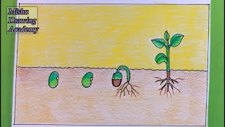 How TO Draw Seed Germination DrawingPlant Germination Drawing Easy [upl. by Hanoy]