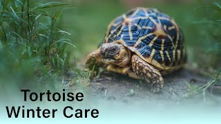 Indian Star Tortoise winter care [upl. by Naiva]