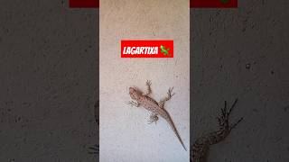 Lagartixa 🦎 na parede [upl. by Stanfill]