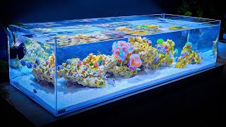 Shallow Reef Tank Update and Coral and Fish Unboxing Month One [upl. by Sixel]