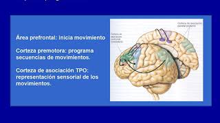 Clase de Neuropsicologia las apraxias [upl. by Aihselat]