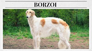 Meet the Majestic Borzoi The Elegant Russian Wolfhound [upl. by Dannye209]