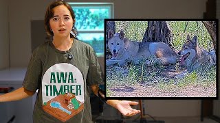 Maya reveals the sad discovery about the wolfdogs at Alveus [upl. by Truk]