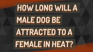 How long will a male dog be attracted to a female in heat [upl. by Ffirahs595]