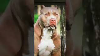 Guard dogs 🐕 guarddogs dog edit bestguarddog guardog doberman pitbull doglover [upl. by Gusba]