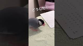 【文鳥劇場】カレンダーを撃て〜桜文鳥れいトラマン登場 shorts 文鳥 ウルトラマン [upl. by Killie746]