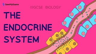 Endocrine System amp Hormones With Exam Questions  GCSE IGCSE Biology Revision 2024 [upl. by Akirdnwahs444]