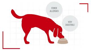 Royal Canin Nutritional Truths Debunking Pet Food Ingredient Myths [upl. by Aciras]