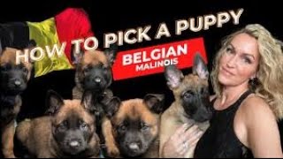 The Ultimate Guide to Choosing a Belgian Malinois Puppy [upl. by Tayler]