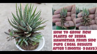 how to grow zebra haworthia from side pups  How to make new plants of haworthia fasciata [upl. by Schurman]