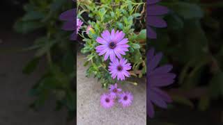 Spring has arrived in Sydney African Daisy or Cape Daisies are in full bloom [upl. by Hpejsoj]