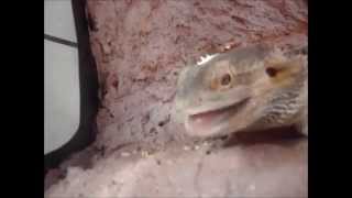 Pogona vitticeps  Eating live prey part 2  Amalgation [upl. by Anole]