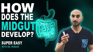 Embryology of the GIT II  Midgut Easy to Understand [upl. by Gnaig]