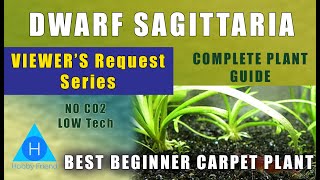 Dwarf Sagittaria  Sagittaria subulata  Viewers Request Series  Complete Plant guide in Tamil [upl. by Hecklau]