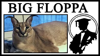 The Story Behind BIG FLOPPA The Cutest Caracal [upl. by Adnihc88]