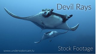 Stock Footage A Relaxing Collection of Devil Rays  Giant Manta Rays Mobula Rays amp Reef Manta Rays [upl. by Lemraj]