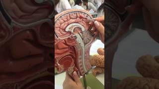 Telencephalon Anatomisi [upl. by Aiuqat]