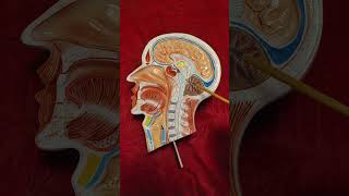 Brain Sagittal Section  shorts shortsindian brainanatomy shortsyoutubeindia anatomy yt [upl. by Cymbre]