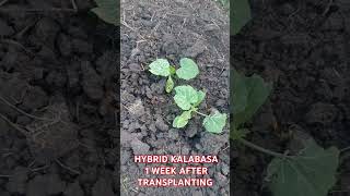 HYBRID KALABASA 1 WEEK AFTER TRANSPLANTING shorts kalabasa kalabasafarming SUPREMAF1 farming [upl. by Llerrem]