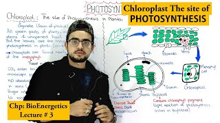 Role of Chloroplast in Photosynthesis [upl. by Suzy]