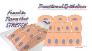 Tissues Histology Slides Tutorial for anatomy tissues practical exam [upl. by Reo]