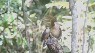 Victorias Riflebird  Bird of Paradise  Juvenile Dance off [upl. by Luigino]