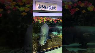 𝐂𝐇𝐈𝐍𝐀 The motherland is thriving life is improving every day Arapaima fish farming diary ma [upl. by Mussman292]