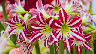 How to Plant Indoor Amaryllis Winter Garden Guide [upl. by Felita606]