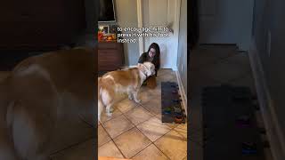 Deaf Blind Dog Learns How to Communicate with Buttons [upl. by Oribella]