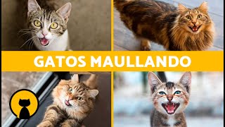 Los mejores MAULLIDOS de GATOS 🐱 ¡Gatos MAULLANDO Enojados Peleando Felices y Graciosos [upl. by Hairej]