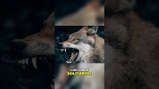 ¿Por qué se les llama LOBO SOLITARIO🐺❓ 7 [upl. by Liddy]