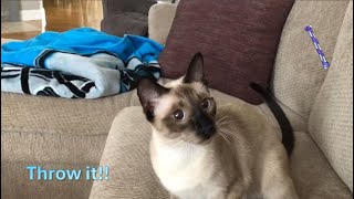 Siamese Kitten  Sokka Fetches Nighttime Cat Toy [upl. by Yroger]