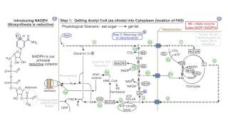 Fatty Acids and Lipid Biosynthesis [upl. by Hseham]