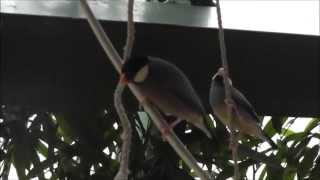 Reisfink Padda oryzivora  Java sparrow  Haus des Meeres [upl. by Lian982]