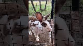 Kelinci albino mata merah rabbit cute albino [upl. by Newcomb913]