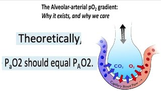 MV Part 43  Alveolar  Arterial O2 Gradient How to use [upl. by Millda976]