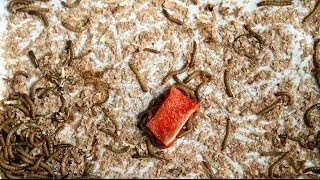 MEALWORMS vs PEPPER timelapse [upl. by Elocel]