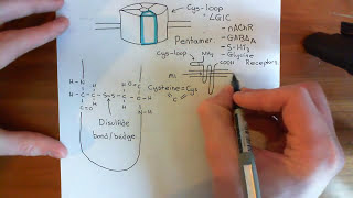 The Structure and Opening Mechanism of CysLoop Receptors Part 1 [upl. by Altman]