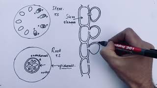 A Level Biology  Translocation in Phloem mass flow [upl. by Simpson]