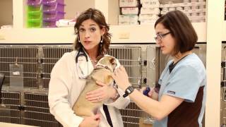 Eastown Vet Clinic  Hospital Tour [upl. by Aeiram]