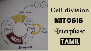 Mitosis Interphase G0 G1 S  amp G2 phase Cell division explained in Tamil [upl. by Kcirad254]