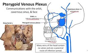 Mastication LO  Pterygoid Venous Plexus [upl. by Alegnatal]