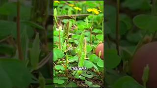 Oxalis stricta atau woodsorrel shorts470 jofasttv568 [upl. by Ayanet]