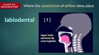 Introduction to Articulatory Phonetics Consonants [upl. by Leynwad67]