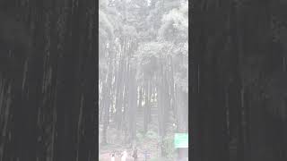 🌸Lepchajagat🌸 youtubeshorts travellepchajagat darjeeling westbengalytshorts incredibleindia [upl. by Nnainot]