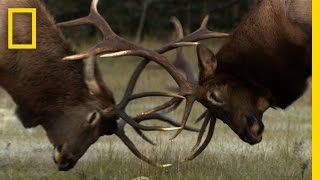 The Yearly Elk Brawl  Untamed Americas [upl. by Ablasor920]