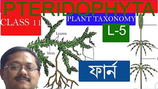 pteridophyta bengali L5Biology Life science bangla free lecture ncert chapter 3 class 11 biology [upl. by Ermanno245]