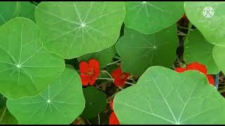 Tropaeolum majus Nasturtium Introduction and uses [upl. by Surazal]